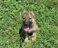 Lady, a female German Shepherd Dog for sale in Riga, MI – 3 of 7