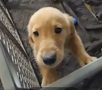 Dillon, a male Golden Retriever for sale in Riga, MI – 4 of 4