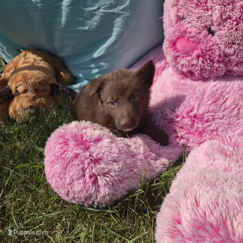 Lola – German Shepherd Dog puppy for sale in Riga, MI