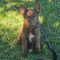 Gunner, a male German Shepherd Dog for sale in Riga, MI – 5 of 6