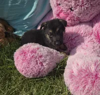 Reggie, a male German Shepherd Dog for sale in Riga, MI – 2 of 8