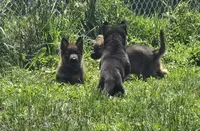 Jubby, a female German Shepherd Dog for sale in Riga, MI – 3 of 5