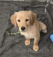 Poppy, a female Golden Retriever for sale in Riga, MI – 6 of 8
