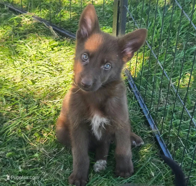 Reggie – German Shepherd Dog puppy for sale in Riga, MI
