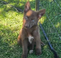Reggie, a male German Shepherd Dog for sale in Riga, MI – 1 of 9