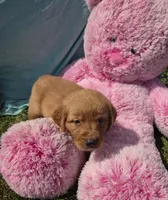Daphne, a female Golden Retriever for sale in Riga, MI – 2 of 6