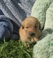 Posey, a female Golden Retriever for sale in Riga, MI – 6 of 10