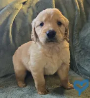 Parker, a male Golden Retriever for sale in Riga, MI – Photo 8 of 10