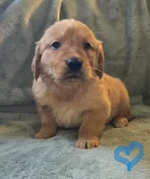 Parker, a male Golden Retriever for sale in Riga, MI – Photo 9 of 10