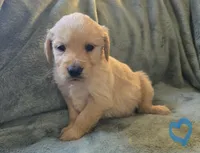 Parker, a male Golden Retriever for sale in Riga, MI – Photo 7 of 10