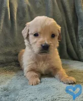 Parker, a male Golden Retriever for sale in Riga, MI – Photo 6 of 10