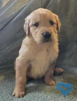 Parker, a male Golden Retriever for sale in Riga, MI – Photo 3 of 10