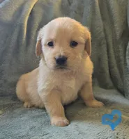 Parker, a male Golden Retriever for sale in Riga, MI – Photo 10 of 10