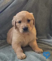 Parker, a male Golden Retriever for sale in Riga, MI – Photo 5 of 10