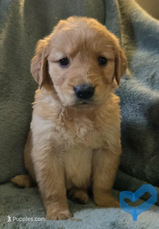 Parker – Golden Retriever puppy for sale in Riga, MI