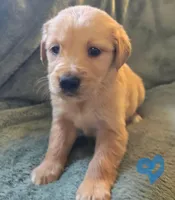 Parker, a male Golden Retriever for sale in Riga, MI – Photo 1 of 10