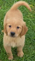 Daphne, a female Golden Retriever for sale in Riga, MI – 5 of 10
