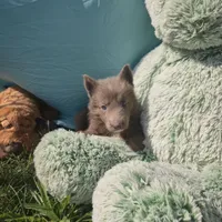Reggie, a male German Shepherd Dog for sale in Riga, MI – 4 of 8
