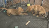 Dillon, a male Golden Retriever for sale in Riga, MI – 3 of 5