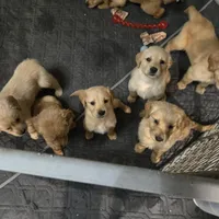 Max, a male Golden Retriever for sale in Riga, MI – Photo 9 of 10