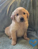 Lucy, a female Golden Retriever for sale in Riga, MI – Photo 8 of 10
