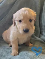 Lucy, a female Golden Retriever for sale in Riga, MI – Photo 9 of 10