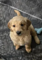 Max, a male Golden Retriever for sale in Riga, MI – Photo 7 of 10