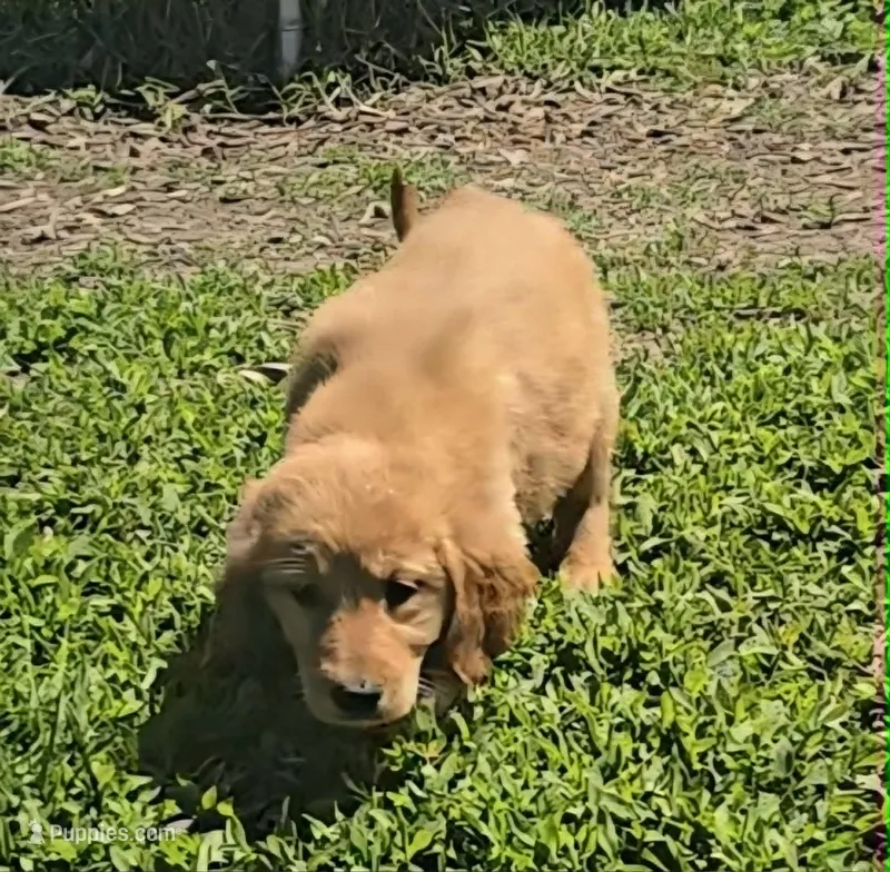 Lucy – Golden Retriever puppy for sale in Riga, MI
