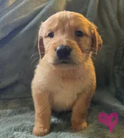 Lucy, a female Golden Retriever for sale in Riga, MI – Photo 7 of 10