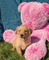 Tulip, a female Golden Retriever for sale in Riga, MI – 3 of 6