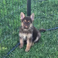 Pixie, a female German Shepherd Dog for sale in Riga, MI – 4 of 10