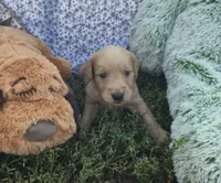 Daisy, a female Golden Retriever for sale in Riga, MI – 7 of 9