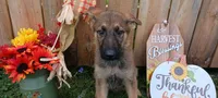 Mavrick, a male German Shepherd Dog for sale in Riga, MI – Photo 7 of 8