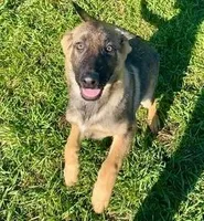 Mavrick, a male German Shepherd Dog for sale in Riga, MI – Photo 3 of 8