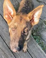 Mavrick, a male German Shepherd Dog for sale in Riga, MI – Photo 1 of 8