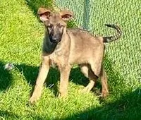 Mavrick, a male German Shepherd Dog for sale in Riga, MI – Photo 4 of 8