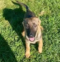 Mavrick, a male German Shepherd Dog for sale in Riga, MI – Photo 2 of 8