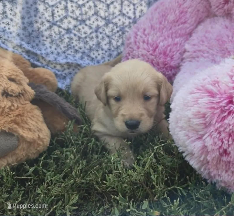 Daisy – Golden Retriever puppy for sale in Riga, MI