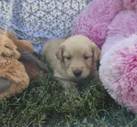 Daisy, a female Golden Retriever for sale in Riga, MI – 1 of 9