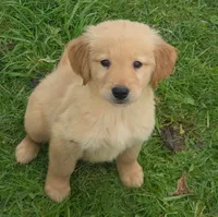 Daphne, a female Golden Retriever for sale in Riga, MI – 3 of 10