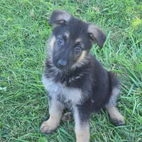 Lola, a female German Shepherd Dog for sale in Riga, MI – 10 of 10
