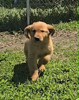 April, a female Golden Retriever for sale in Riga, MI – 3 of 10