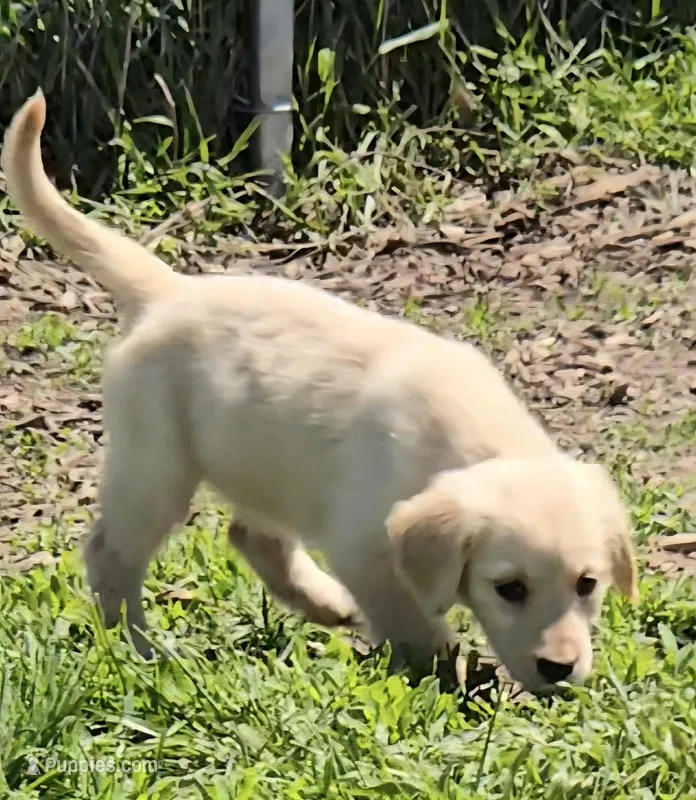 April – Golden Retriever puppy for sale in Riga, MI