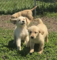 April, a female Golden Retriever for sale in Riga, MI – 5 of 10