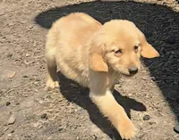 April, a female Golden Retriever for sale in Riga, MI – 7 of 10