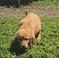 April, a female Golden Retriever for sale in Riga, MI – 6 of 10