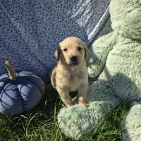 Dougie, a male Golden Retriever for sale in Riga, MI – 3 of 10