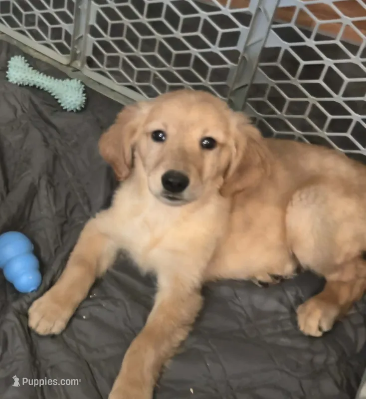 Dillon – Golden Retriever puppy for sale in Riga, MI