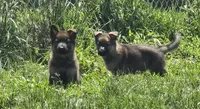 Jubby, a female German Shepherd Dog for sale in Riga, MI – 2 of 5