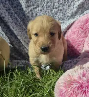 Posey, a female Golden Retriever for sale in Riga, MI – 5 of 10